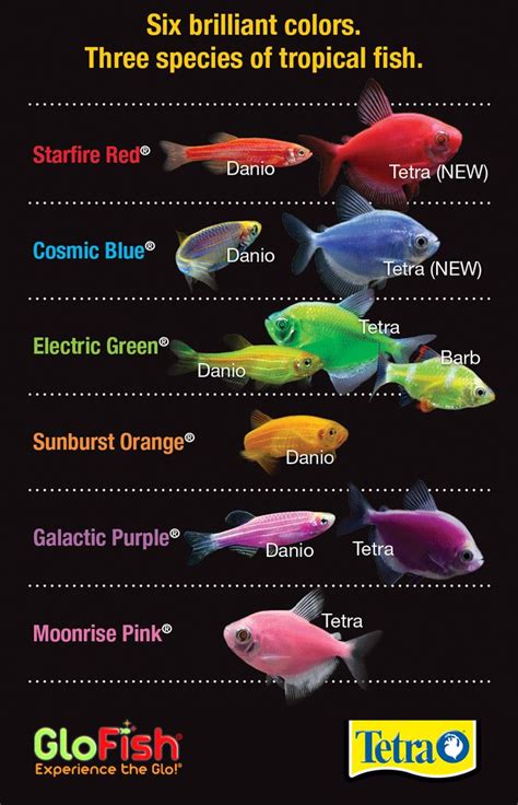 5 Different Types of Glofish .